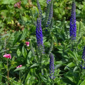 Veronika špicatá (Veronica spicata) ´SUNNY BORDER BLUE´ kont. C1L